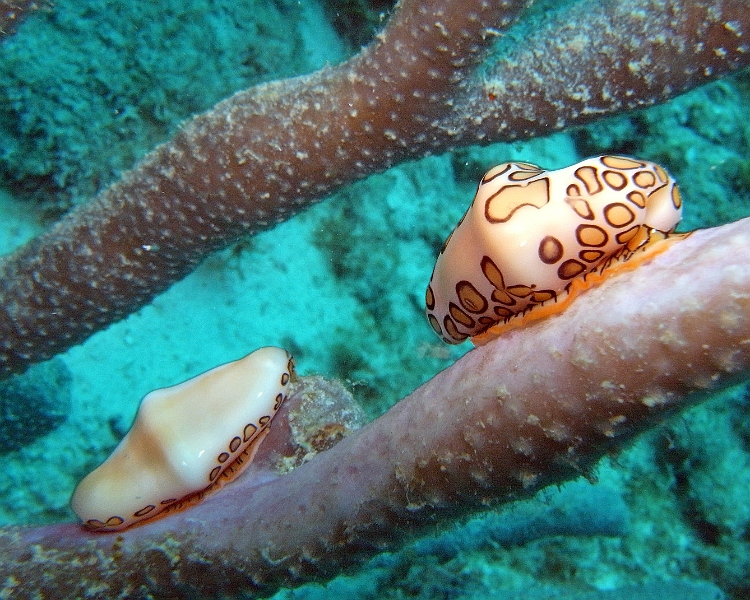 UWBN15-Flamingo Tongue 2015